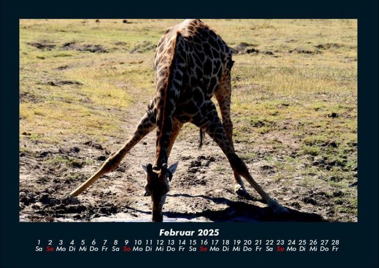 Produktbild: Giraffen 2025 Fotokalender DIN A4
