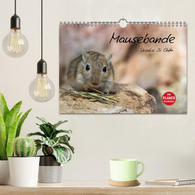 Produktbild: Mausebande (Wandkalender 2026 DIN A4 quer), CALVENDO Monatskalender
