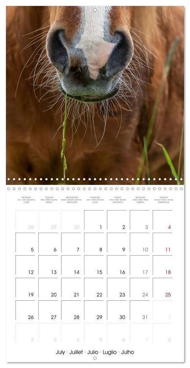 Produktbild: Charming Icelandic Horses (Wall Calendar 2027 12 &times; 12 Inch) CALVENDO 12 Month Wall Calendar