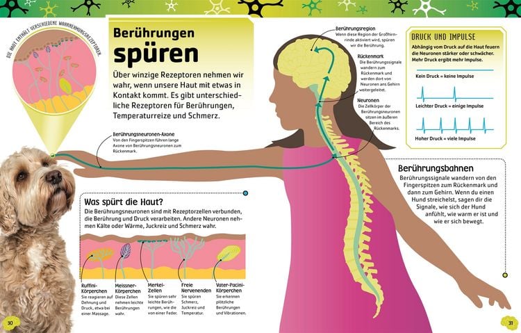 Produktbild: Superstark & superschlau. Superschlaues Gehirn