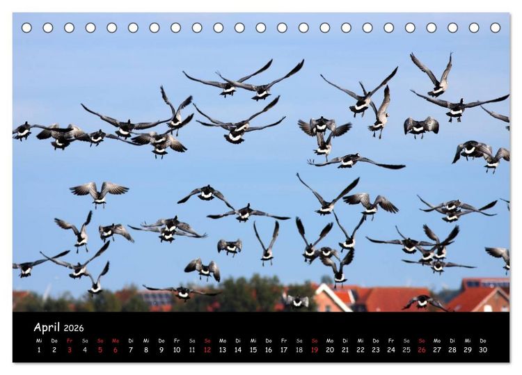 Produktbild: Schrei der Wildg&auml;nse (Tischkalender 2026 DIN A5 quer), CALVENDO Monatskalender