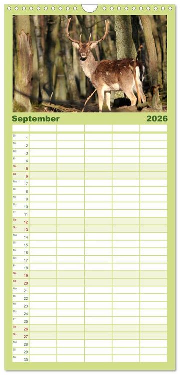 Produktbild: Familienplaner 2026 - Hirsche - K&ouml;nige des Waldes mit 5 Spalten (Wandkalender, 21 x 45 cm) CALVENDO