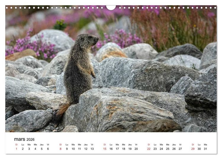 Produktbild: Le monde des marmottes en Haute Maurienne (Calendrier mural 2026 DIN A3 vertical), CALVENDO calendrier mensuel