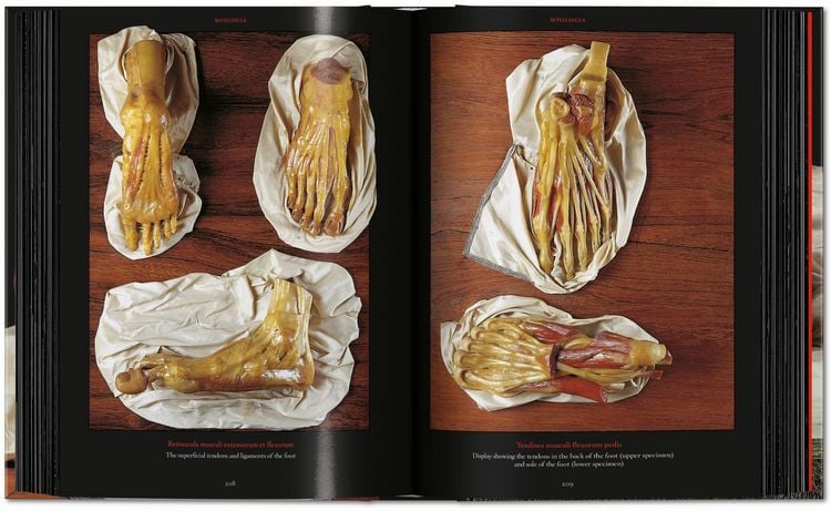 Produktbild: Anatomical Waxes. 45th Ed.