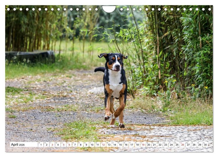Produktbild: Gro&szlig;er Schweizer Sennenhund (Wandkalender 2026 DIN A4 quer), CALVENDO Monatskalender