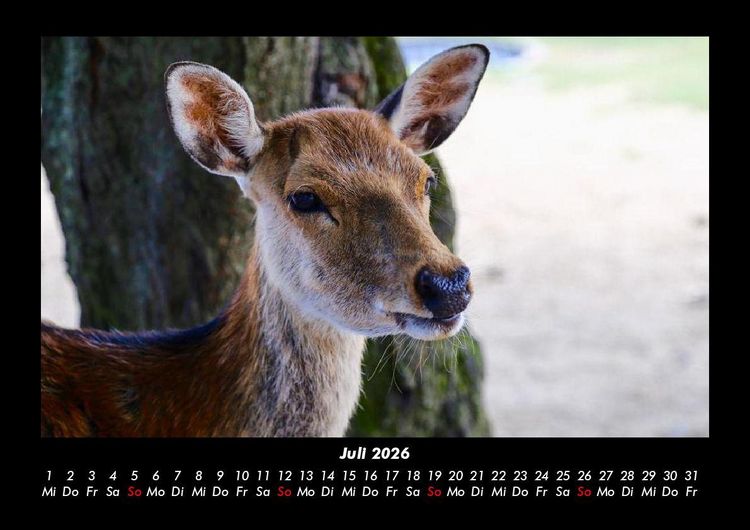 Produktbild: Waldbewohner 2026 Fotokalender DIN A3