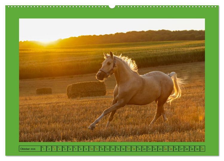 Produktbild: Pferde, das gr&ouml;&szlig;te Gl&uuml;ck auf dieser Erde (hochwertiger Premium Wandkalender 2026 DIN A2 quer), Kunstdruck in Hochglanz