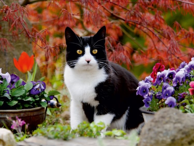 Produktbild: CALVENDO Puzzle Schwarz-wei&szlig;e Katze im bl&uuml;henden Garten | 1000 Teile Lege-Gr&ouml;&szlig;e 64x48cm Foto-Puzzle f&uuml;r gl&uuml;ckliche Stunden