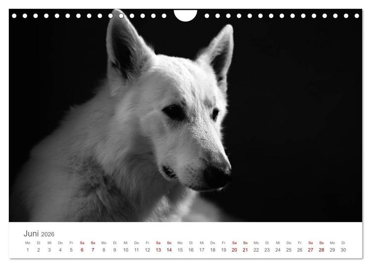 Produktbild: Hundeportraits Fine Art (Wandkalender 2026 DIN A4 quer), CALVENDO Monatskalender