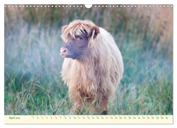 Produktbild: The Hairy Cow Calendar (Wall Calendar 2026 DIN A3 landscape), CALVENDO 12 Month Wall Calendar