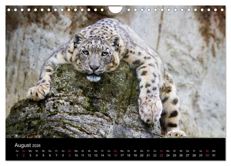 Produktbild: Schneeleoparden (Wandkalender 2026 DIN A4 quer), CALVENDO Monatskalender