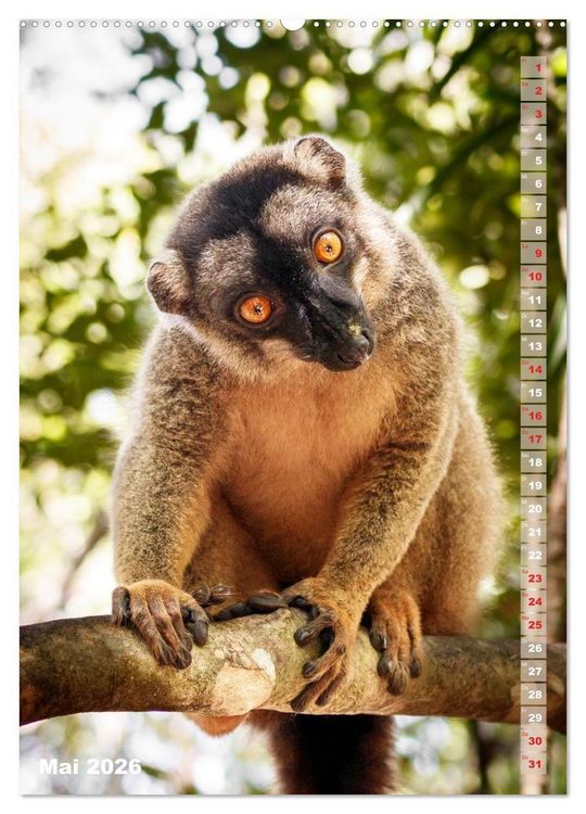 Produktbild: Safari hautnah - S&uuml;dliches und &ouml;stliches Afrika (Wandkalender 2026 DIN A2 hoch), CALVENDO Monatskalender