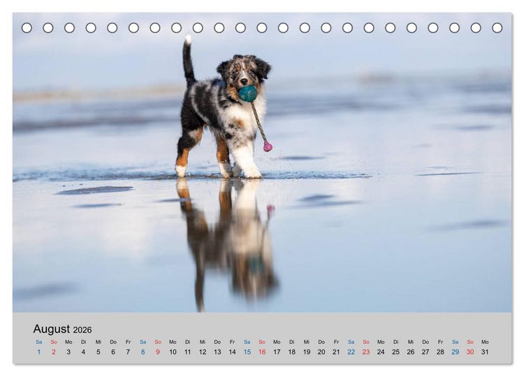 Produktbild: Australian Shepherd Welpen 2026 (Tischkalender 2026 DIN A5 quer), CALVENDO Monatskalender