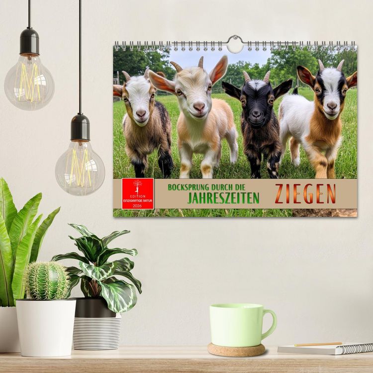 Produktbild: Ziegen - Bocksprung durch das Jahr (Wandkalender 2026 DIN A4 quer), CALVENDO Monatskalender