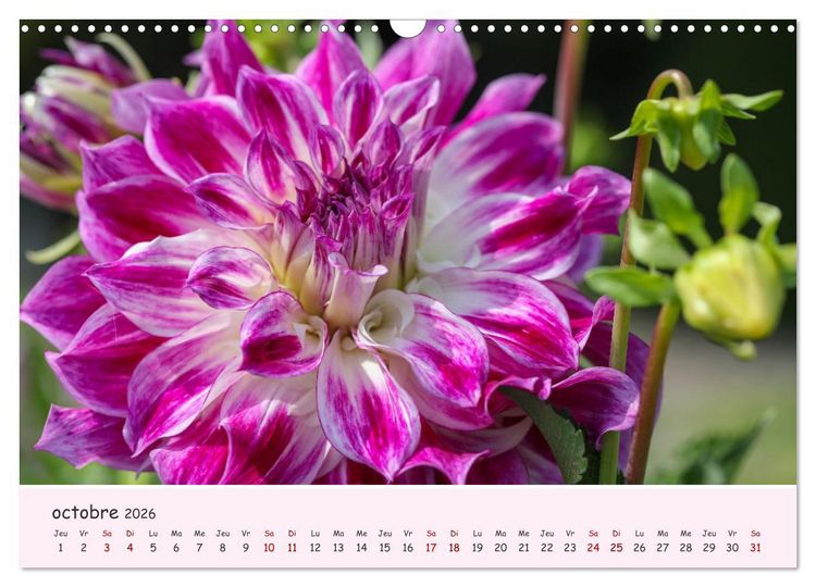 Produktbild: Les Dahlias en pleine floraison (Calendrier mural 2026 DIN A3 vertical), CALVENDO calendrier mensuel