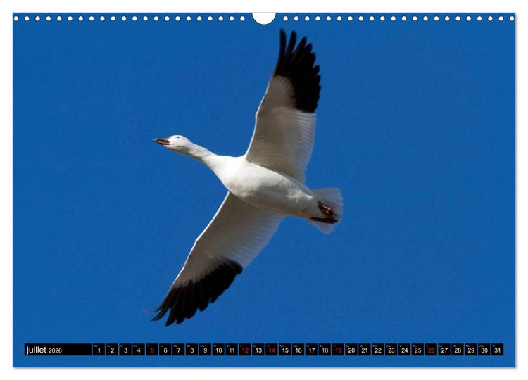 Produktbild: PLUMES L&Eacute;G&Egrave;RES. Oiseaux du Monde (Calendrier mural 2026 DIN A3 vertical), CALVENDO calendrier mensuel