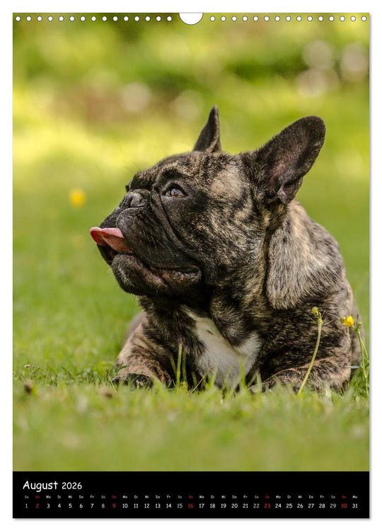 Produktbild: Franz&ouml;sische Bulldoggen - Eine Bully Liebeserk&auml;rung (Wandkalender 2026 DIN A3 hoch), CALVENDO Monatskalender