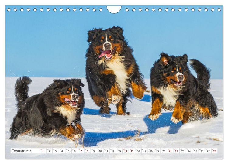 Produktbild: Berner Sennenhund - Ein Freund auf vier Pfoten (Wandkalender 2026 DIN A4 quer), CALVENDO Monatskalender