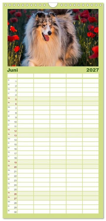 Produktbild: Familienplaner 2027 - Traumhund Collie - Mein bester Freund mit 5 Spalten (Wandkalender, 21 x 45 cm) CALVENDO