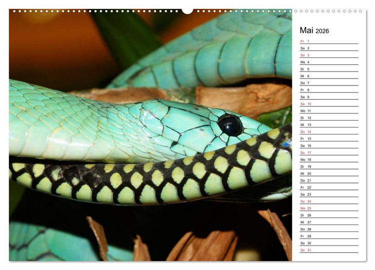 Produktbild: Schlangen. Lauern, kriechen, schlingen (Wandkalender 2026 DIN A2 quer), CALVENDO Monatskalender