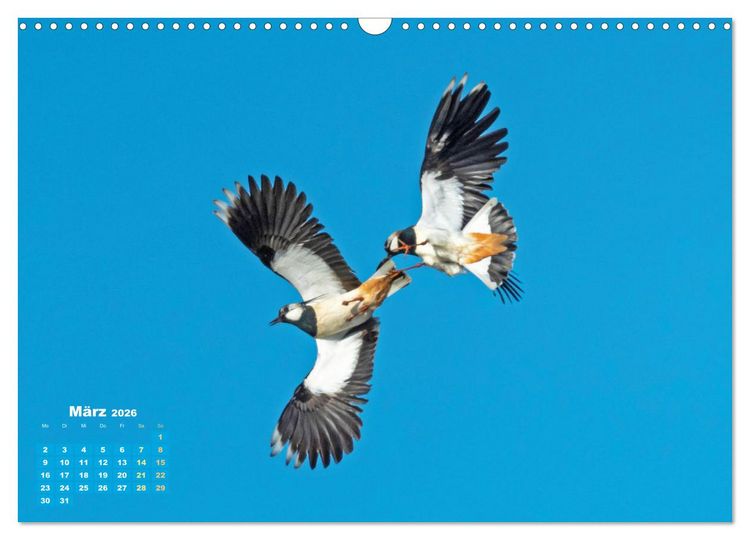 Produktbild: V&ouml;gel in unserer Heimat: Kiebitz, Wiedehopf und Turteltaube (Wandkalender 2026 DIN A3 quer), CALVENDO Monatskalender