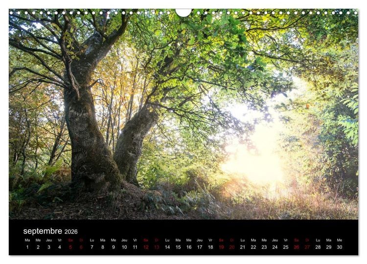 Produktbild: Lumi&egrave;res de Broc&eacute;liande (Calendrier mural 2026 DIN A3 vertical), CALVENDO calendrier mensuel