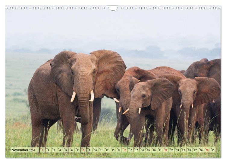 Produktbild: Elefanten - Sanfte Riesen Afrikas (Wandkalender 2026 DIN A3 quer), CALVENDO Monatskalender