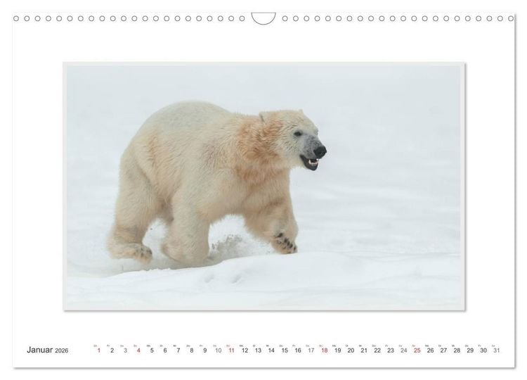 Produktbild: Emotionale Momente: Der Eisb&auml;r. (Wandkalender 2026 DIN A3 quer), CALVENDO Monatskalender