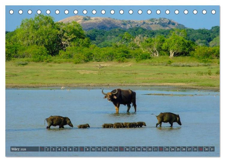 Produktbild: Sri Lanka - Eine Bilder-Reise (Tischkalender 2026 DIN A5 quer), CALVENDO Monatskalender