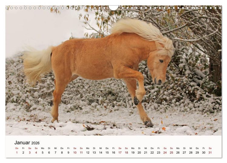 Produktbild: Isl&auml;nder - icelandic horses (Wandkalender 2026 DIN A3 quer), CALVENDO Monatskalender