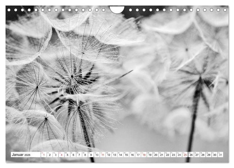 Produktbild: Pusteblumenzauber in schwarzwei&szlig; (Wandkalender 2026 DIN A4 quer), CALVENDO Monatskalender