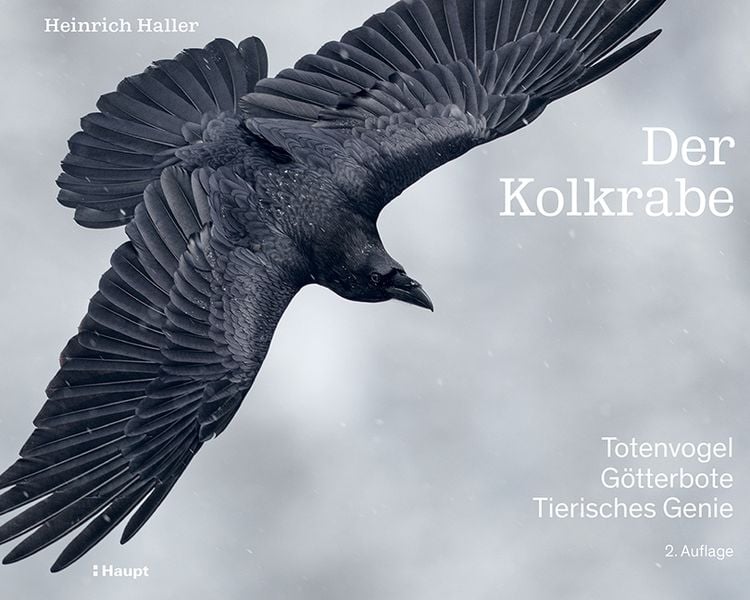 Produktbild: Der Kolkrabe &ndash; Totenvogel, G&ouml;tterbote, tierisches Genie