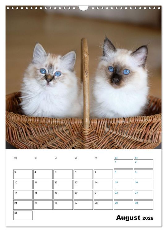 Produktbild: Heilige Birma Kitten - s&uuml;&szlig;e kleine Flauschb&auml;llchen (Wandkalender 2026 DIN A3 hoch), CALVENDO Monatskalender