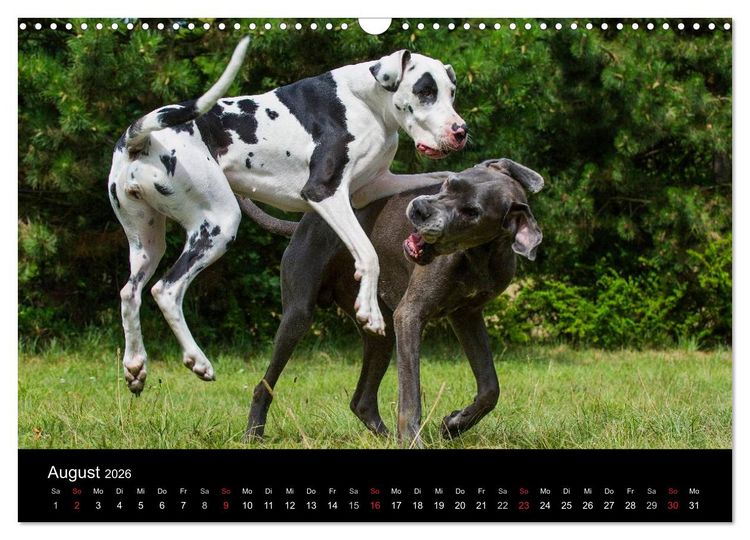 Produktbild: Deutsche Dogge 2026 (Wandkalender 2026 DIN A3 quer), CALVENDO Monatskalender