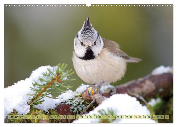 Produktbild: Steckbriefe einheimischer V&ouml;gel (hochwertiger Premium Wandkalender 2026 DIN A2 quer), Kunstdruck in Hochglanz