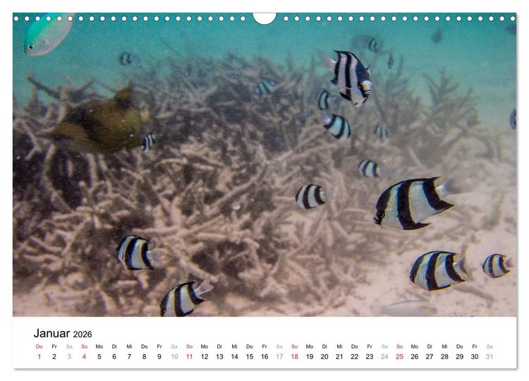 Produktbild: Unterwasserwelt der Malediven III (Wandkalender 2026 DIN A3 quer), CALVENDO Monatskalender