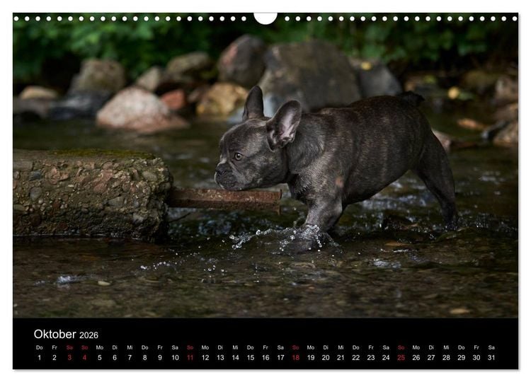Produktbild: French Bulldog aktiv, verspielt, sportlich (Wandkalender 2026 DIN A3 quer), CALVENDO Monatskalender