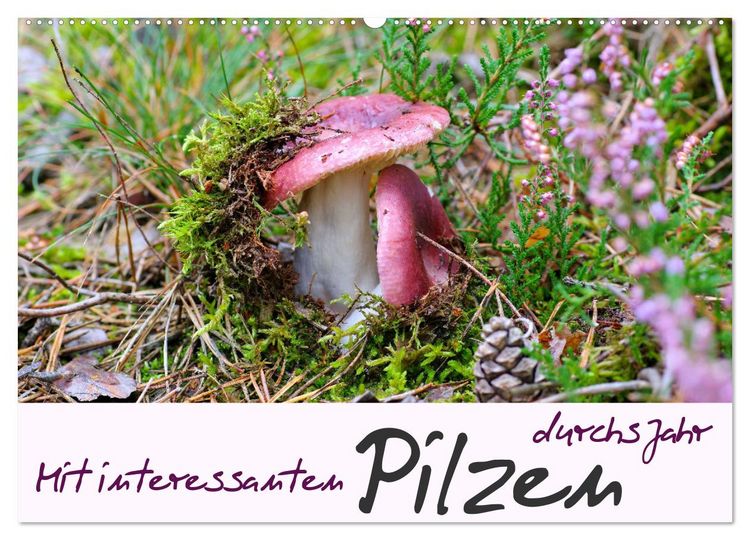 Produktbild: Mit interessanten Pilzen durchs Jahr (Wandkalender 2026 DIN A2 quer), CALVENDO Monatskalender