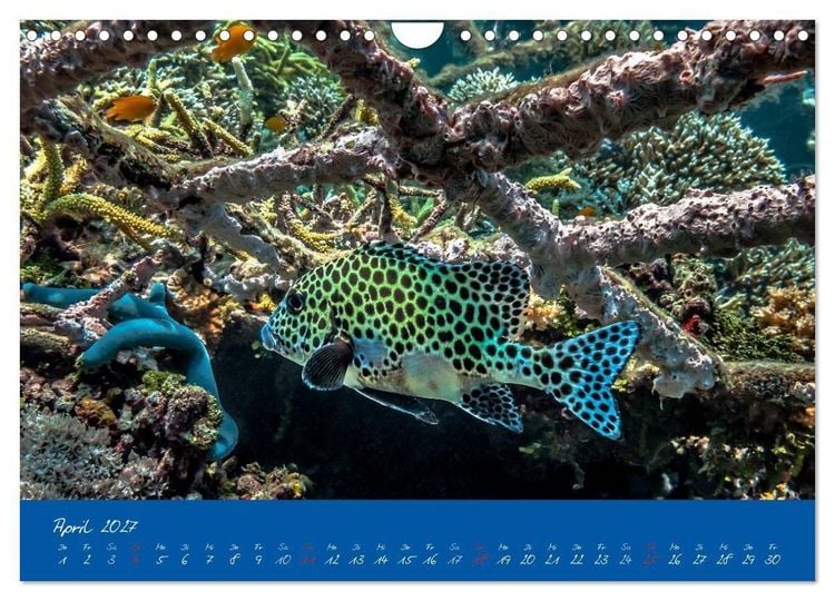 Produktbild: Meer sehen - Abenteuer Tauchen (Wandkalender 2027 DIN A4 quer), CALVENDO Monatskalender