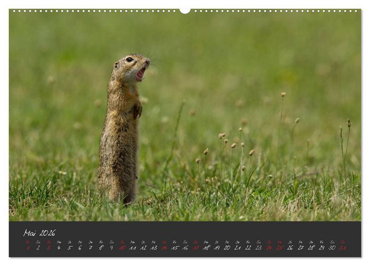 Produktbild: Natur erleben Seewinkel-Neusiedlersee (hochwertiger Premium Wandkalender 2026 DIN A2 quer), Kunstdruck in Hochglanz