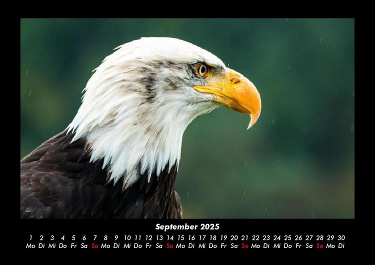 Produktbild: Adler 2025 Fotokalender DIN A3