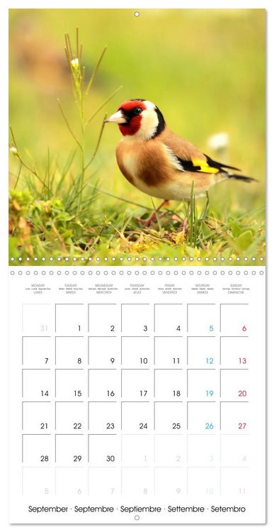 Produktbild: Au gr&eacute; des plumes (Calendrier mural carr&eacute; 2026 30x30 cm) Calendrier double avec une page pour vos prises de notes