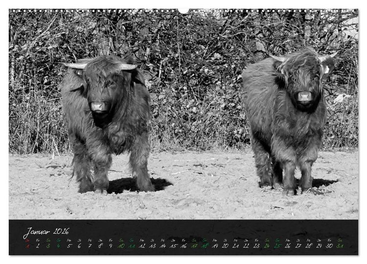 Produktbild: Highland Cattle vom Nordlicht - Faszination Hochland Rind (hochwertiger Premium Wandkalender 2026 DIN A2 quer), Kunstdruck in Hochglanz