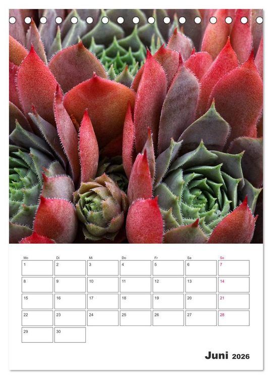 Produktbild: Ich liebe Sempervivum (Tischkalender 2026 DIN A5 hoch), CALVENDO Monatskalender