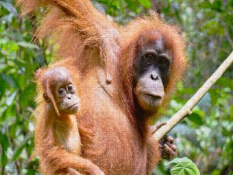 Produktbild: CALVENDO Puzzle Orang Utan Mama mit Baby | 1000 Teile Lege-Gr&ouml;&szlig;e 64x48cm Foto-Puzzle f&uuml;r gl&uuml;ckliche Stunden
