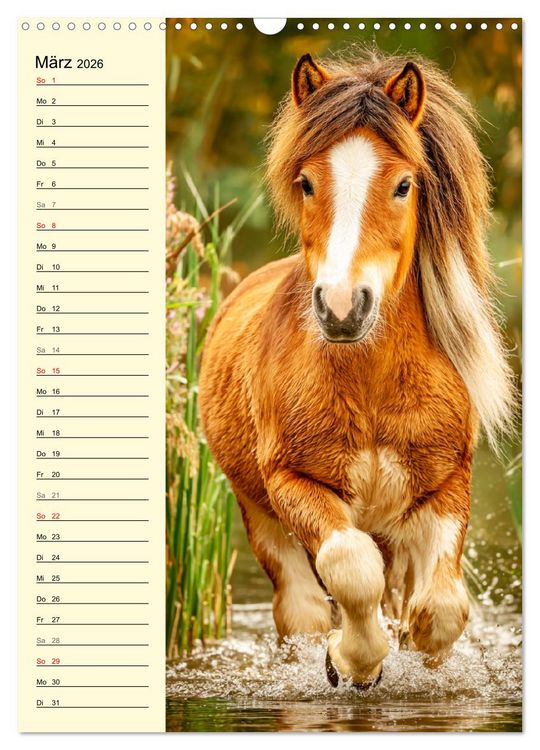Produktbild: Zauber der Ponys. Kleine Pferde in der Natur (Wandkalender 2026 DIN A3 hoch), CALVENDO Monatskalender