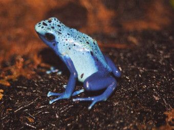 Produktbild: CALVENDO Puzzle Blauer Baumsteigerfrosch | 1000 Teile Lege-Gr&ouml;&szlig;e 64x48cm Foto-Puzzle f&uuml;r gl&uuml;ckliche Stunden