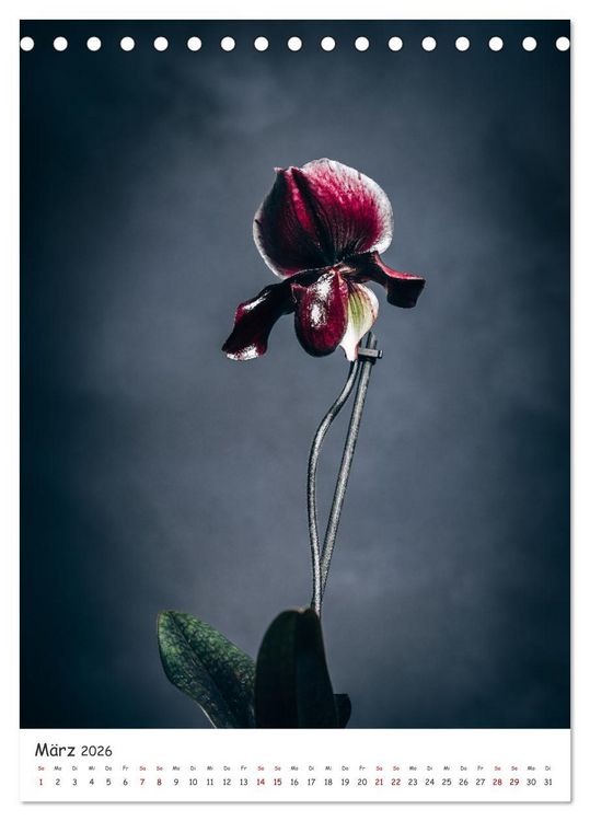 Produktbild: Orchideen Zauber (Tischkalender 2026 DIN A5 hoch), CALVENDO Monatskalender
