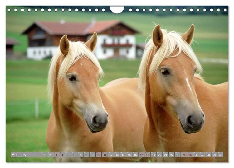 Produktbild: Alpent&auml;ler und Haflinger Pferde (Wandkalender 2027 DIN A4 quer), CALVENDO Monatskalender