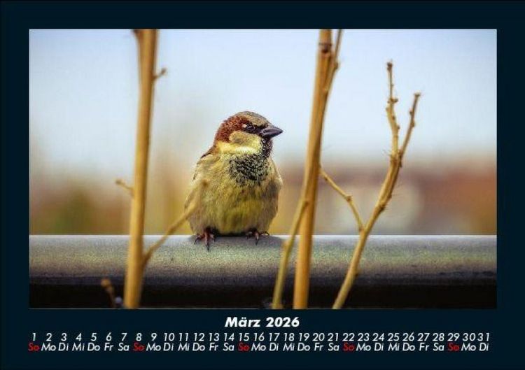 Produktbild: V&ouml;gel 2026 Fotokalender DIN A5